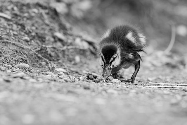 Free download duck bird animal nature mallard free picture to be edited with GIMP free online image editor