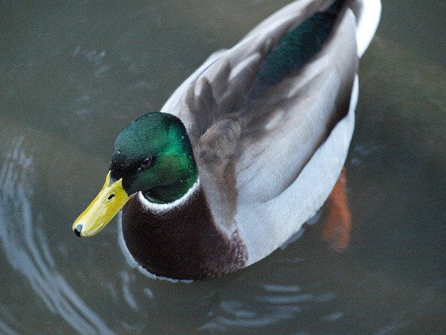 Free picture Duck Bird Animal World -  to be edited by GIMP free image editor by OffiDocs