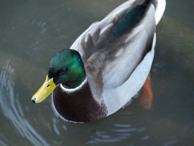 Free download Duck Bird Animal World -  free photo or picture to be edited with GIMP online image editor