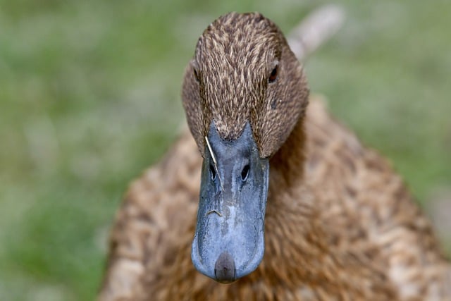 Free download duck bird beak feathers free picture to be edited with GIMP free online image editor
