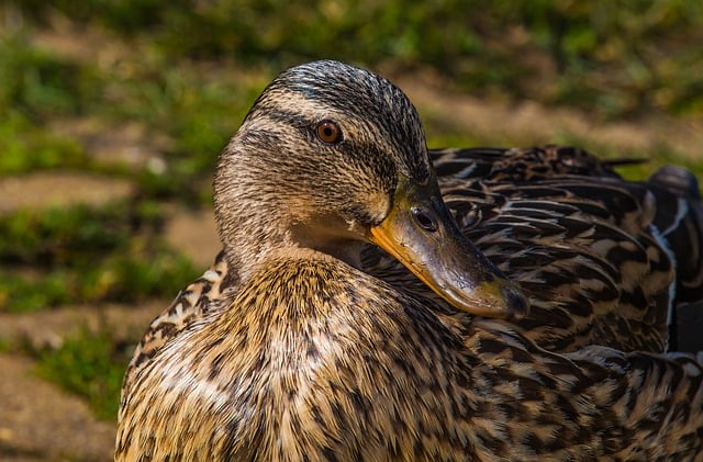 Free download duck bird beak lake feathers free picture to be edited with GIMP free online image editor