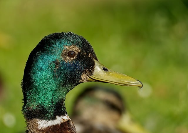 Free download duck bird cute animal plumage free picture to be edited with GIMP free online image editor