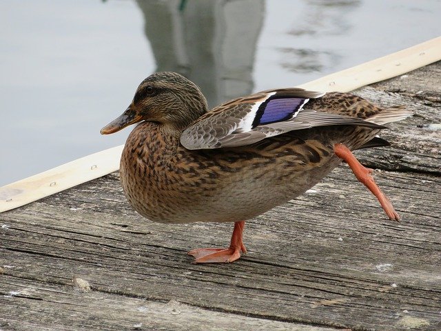 הורדה חינם של Duck Bird Feathers - תמונה או תמונה בחינם לעריכה עם עורך התמונות המקוון GIMP