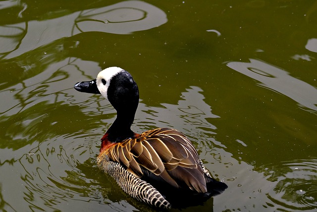 Free download duck bird feathers animal free picture to be edited with GIMP free online image editor