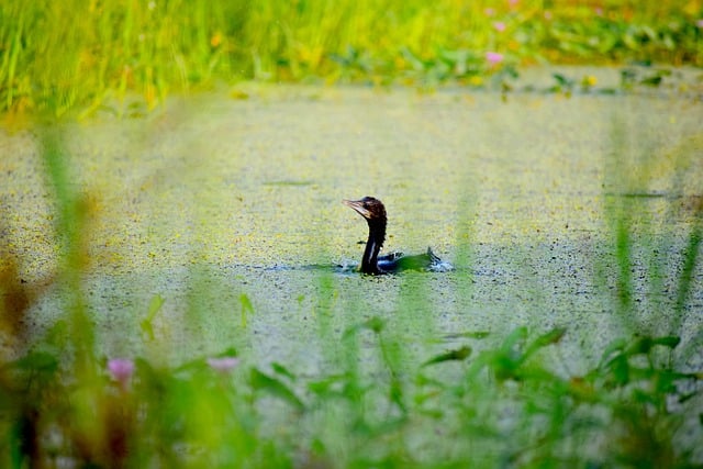 Free download duck bird lake pond seaweed swim free picture to be edited with GIMP free online image editor