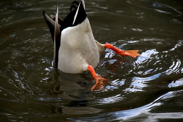Free download duck bird lake water bird free picture to be edited with GIMP free online image editor