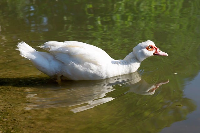 Free download duck bird lake waterfowl free picture to be edited with GIMP free online image editor