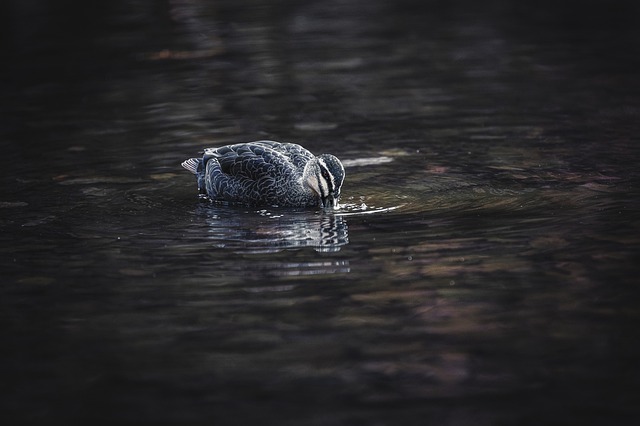 Free download duck bird mallard animal plumage free picture to be edited with GIMP free online image editor