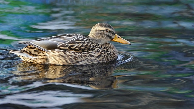 Free download duck bird mallard aquatic bird free picture to be edited with GIMP free online image editor