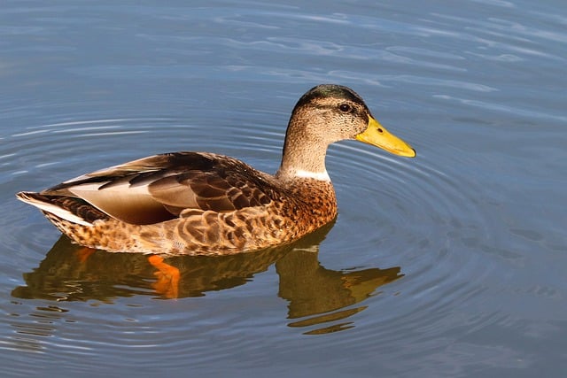 Free download duck bird mallard beak female free picture to be edited with GIMP free online image editor