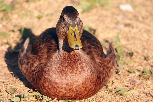 Free download duck bird mallard female duck free picture to be edited with GIMP free online image editor