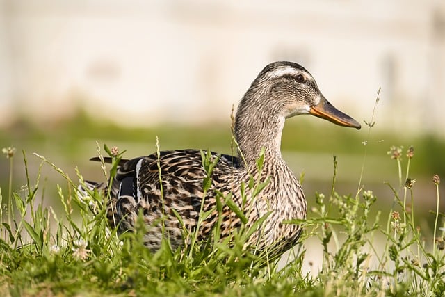 Free download duck bird mallard nature free picture to be edited with GIMP free online image editor