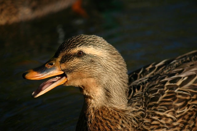 Free download duck bird mallard tongue female free picture to be edited with GIMP free online image editor