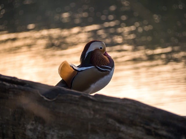 Free download duck bird mandarin ducks water bird free picture to be edited with GIMP free online image editor