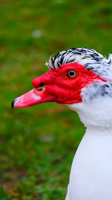 Free download duck bird muscovy duck eye head free picture to be edited with GIMP free online image editor