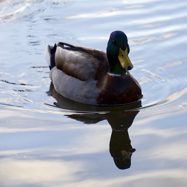 Free download duck bird ornithology animal free picture to be edited with GIMP free online image editor