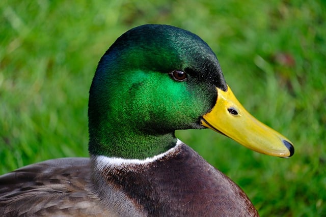 Téléchargement gratuit d'une image gratuite d'espèces ornithologiques d'oiseaux de canard à modifier avec l'éditeur d'images en ligne gratuit GIMP