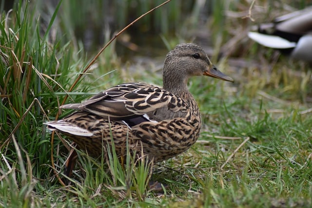 Free download duck bird plumage drake crossword free picture to be edited with GIMP free online image editor