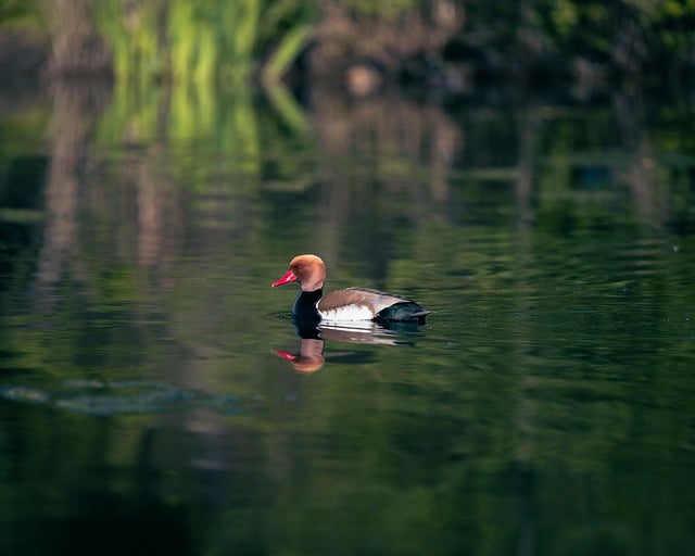 Free download duck bird pochard water bird free picture to be edited with GIMP free online image editor