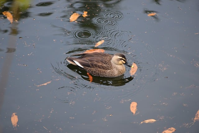 Free download duck bird pond waterfowl free picture to be edited with GIMP free online image editor