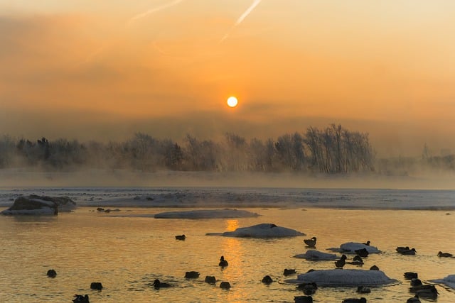 Free download duck birds frost winter cold snow free picture to be edited with GIMP free online image editor