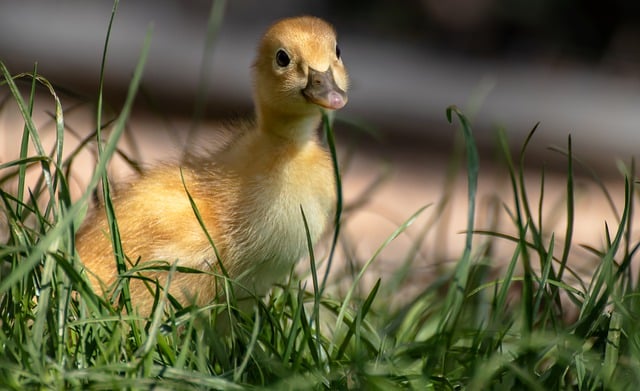 Free download duck bird water bird grass free picture to be edited with GIMP free online image editor