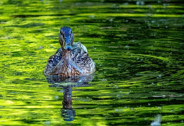 Free download duck bird water bird lake wildlife free picture to be edited with GIMP free online image editor
