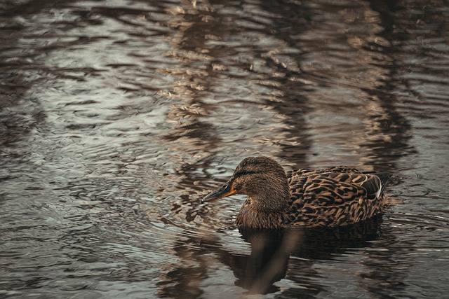 Free download duck bird waterfowl beak feathers free picture to be edited with GIMP free online image editor