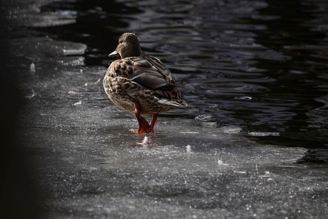 Free download duck bird waterfowl frozen lake free picture to be edited with GIMP free online image editor