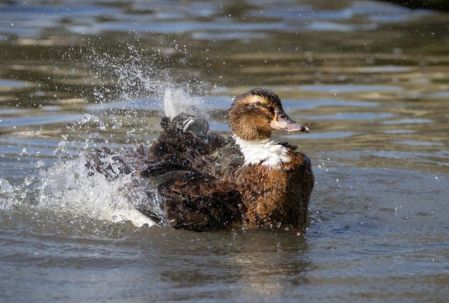 Bezpłatne pobieranie kaczki ptactwo wodne ptak wodny darmowe zdjęcie do edycji za pomocą bezpłatnego internetowego edytora obrazów GIMP