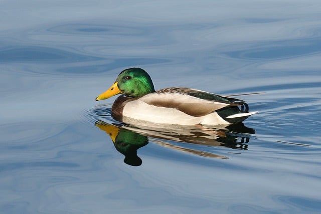 Free download duck bird water mirror animal free picture to be edited with GIMP free online image editor