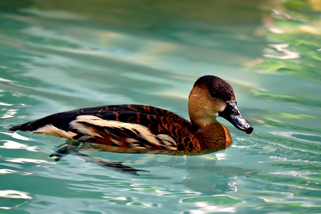 Free download duck brown duck bird wildlife free picture to be edited with GIMP free online image editor