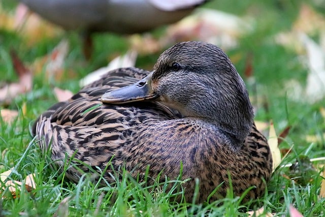 Free download duck cane female birds water birds free picture to be edited with GIMP free online image editor
