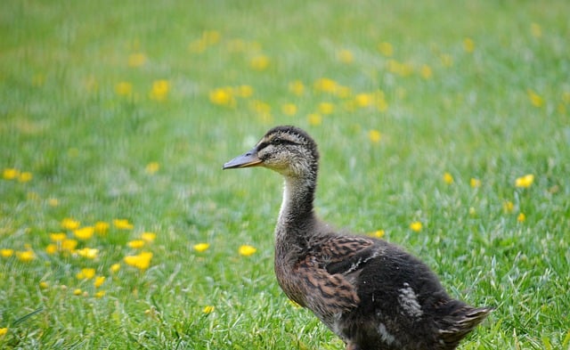 Free download duck chick offspring mallards free picture to be edited with GIMP free online image editor