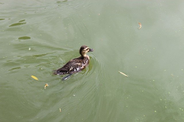 Bezpłatne pobieranie Duck Child Small - bezpłatne zdjęcie lub obraz do edycji za pomocą internetowego edytora obrazów GIMP