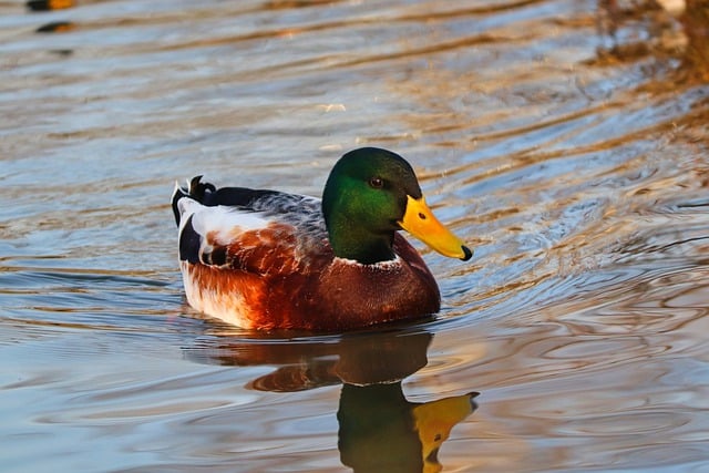 Free download duck drake mallard bird water bird free picture to be edited with GIMP free online image editor