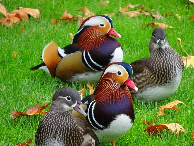 Template Photo Duck Drake Mandarin Ducks -  for OffiDocs