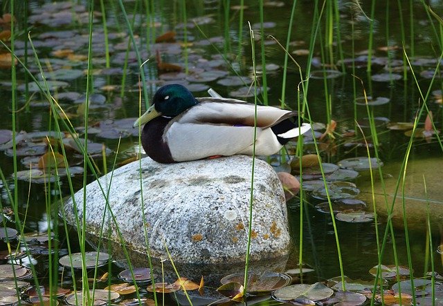 Free download Duck Drake Stone -  free photo or picture to be edited with GIMP online image editor