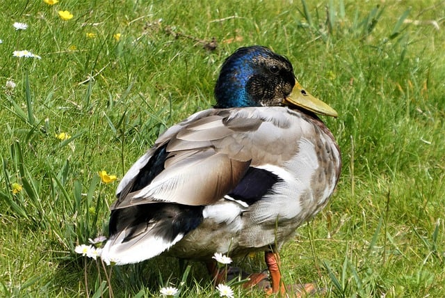 Free download duck drake waterfowl plumage free picture to be edited with GIMP free online image editor