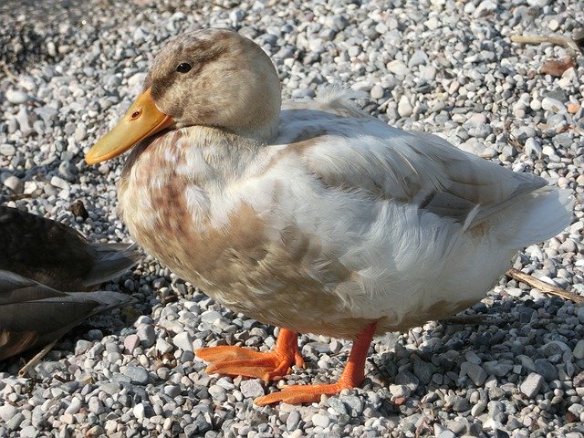 Téléchargement gratuit Duck Duckling Animal - photo ou image gratuite à éditer avec l'éditeur d'images en ligne GIMP