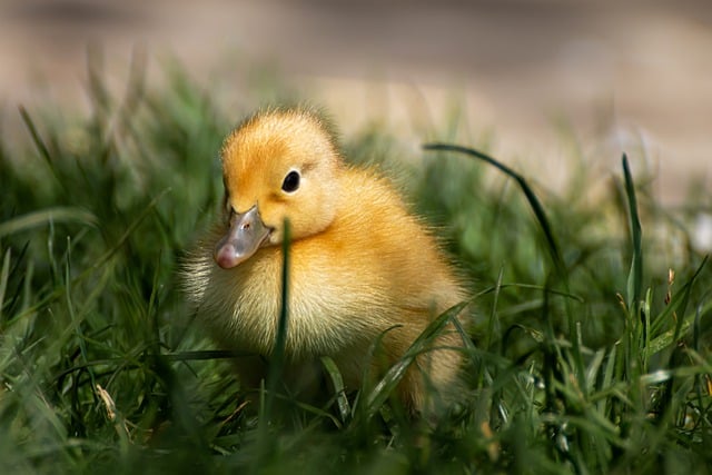 Free download duck ducklings bird water bird free picture to be edited with GIMP free online image editor