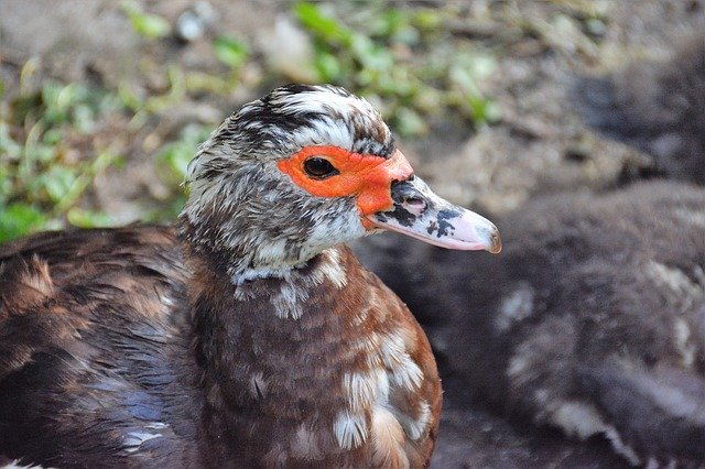 Скачать бесплатно Duck Ducks Beak - бесплатное фото или изображение для редактирования с помощью онлайн-редактора изображений GIMP