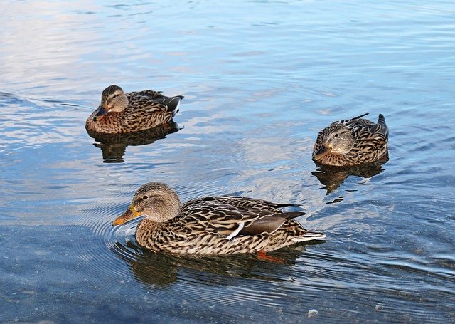 Download grátis Duck Ducks Lake modelo de foto grátis para ser editado com o editor de imagens online GIMP