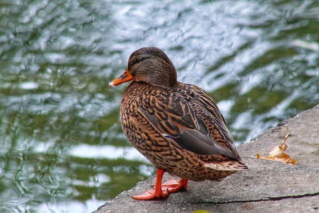 Descarga gratis pato plumas pico lago nadando imagen gratis para editar con GIMP editor de imágenes en línea gratuito