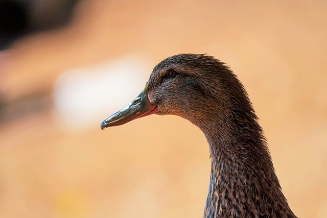 Free download duck female plumage brown free picture to be edited with GIMP free online image editor