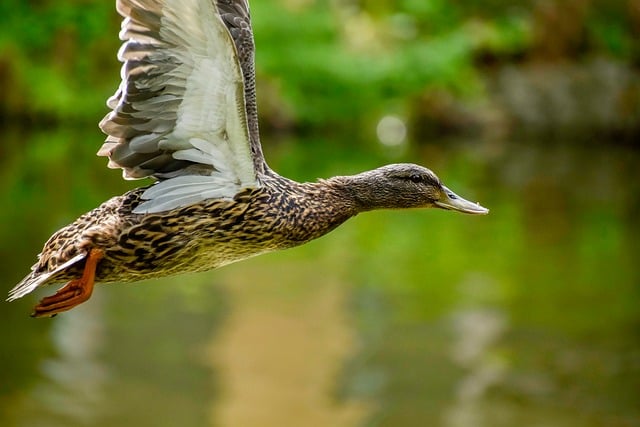 Free download duck flies crossword bird nature free picture to be edited with GIMP free online image editor
