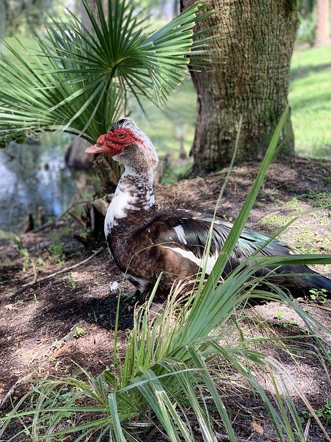 Muat turun percuma Duck Florida Wildlife Lake Life - foto atau gambar percuma untuk diedit dengan editor imej dalam talian GIMP