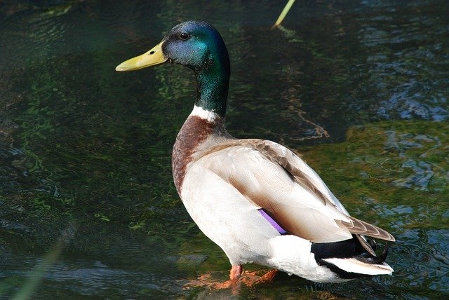 Free picture Duck Ganter Water Bird -  to be edited by GIMP free image editor by OffiDocs