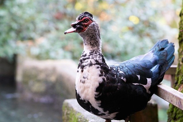 Free picture Duck Goose Animal -  to be edited by GIMP free image editor by OffiDocs