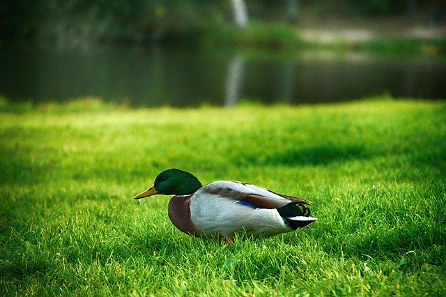 Download grátis Duck Grass - foto ou imagem gratuita para ser editada com o editor de imagens online GIMP